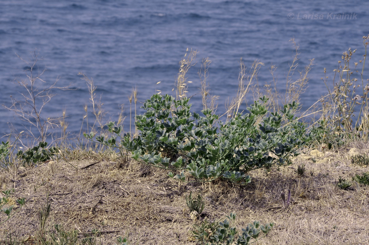 Image of Zygophyllum fabago specimen.