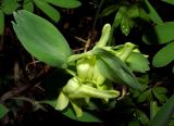 Corydalis talpina