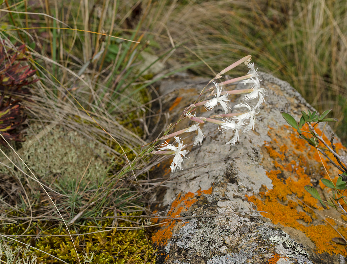 Image of Dianthus acicularis specimen.