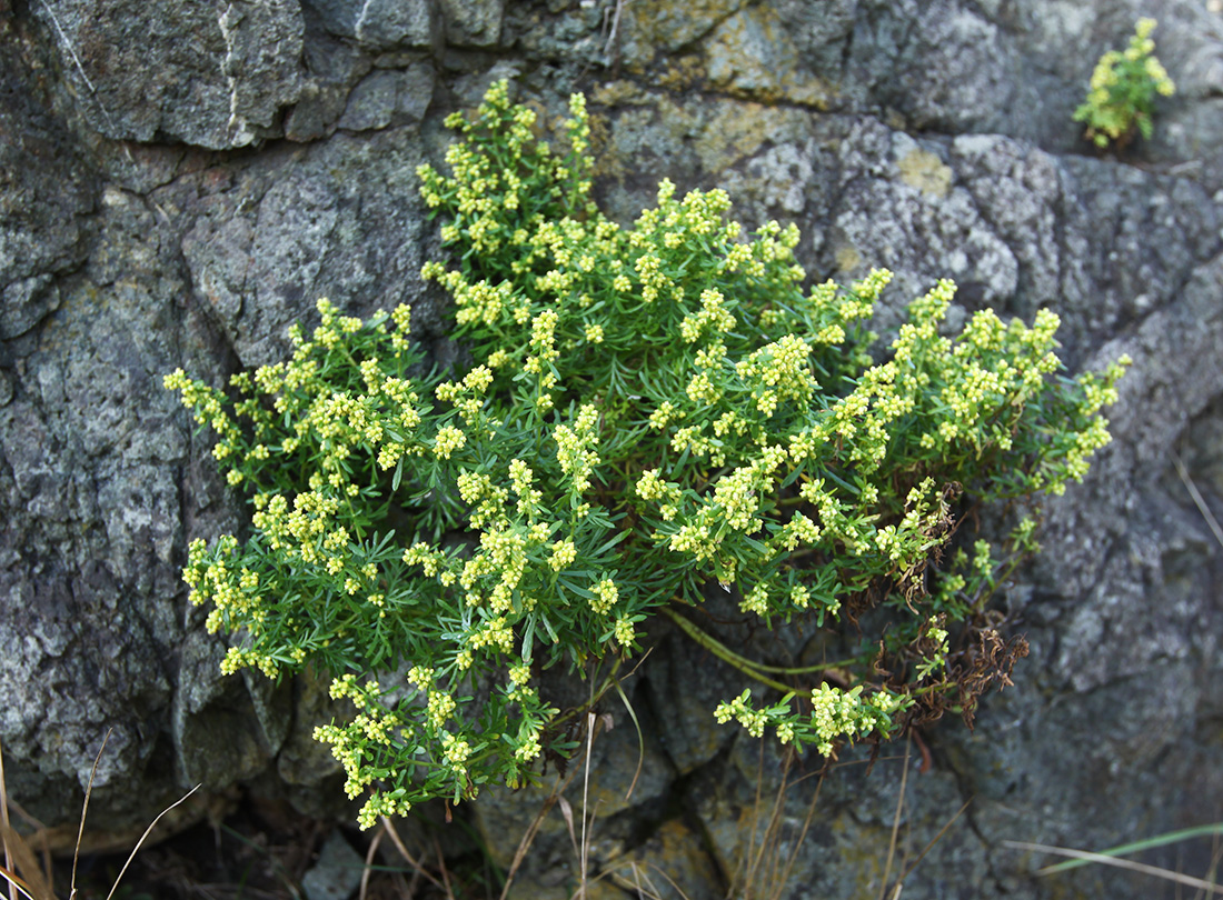 Изображение особи Artemisia aurata.