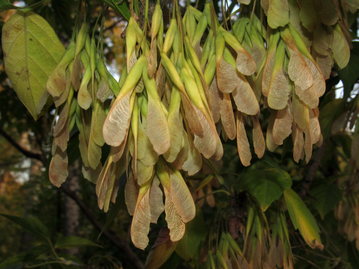 Image of Acer negundo specimen.