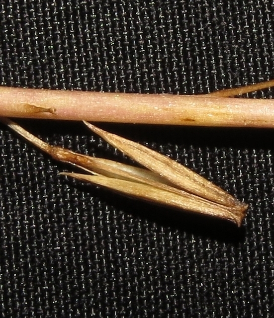 Image of Triglochin palustris specimen.