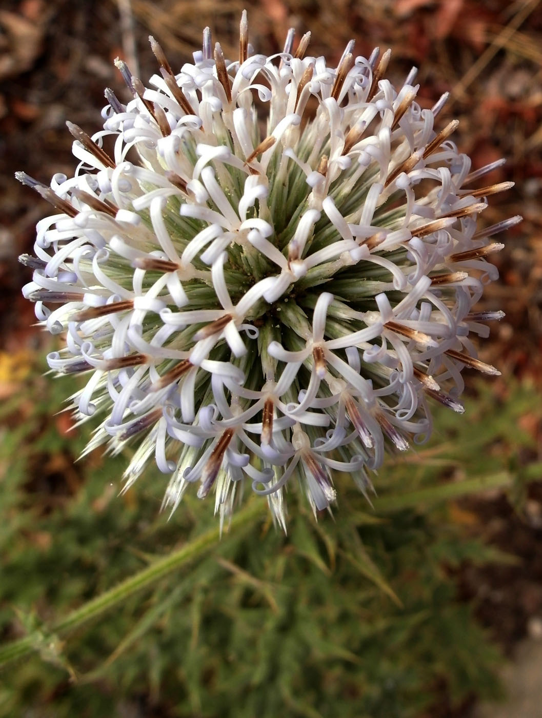 Изображение особи Echinops antalyensis.