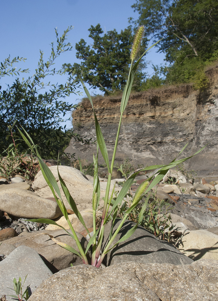 Image of Setaria pumila specimen.