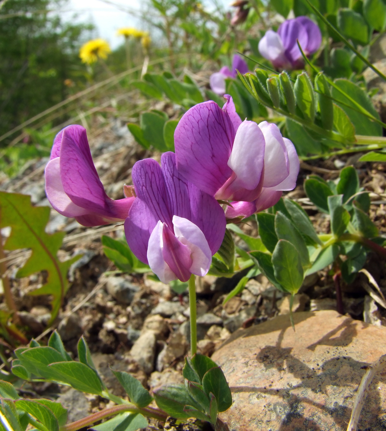 Image of Lathyrus japonicus specimen.