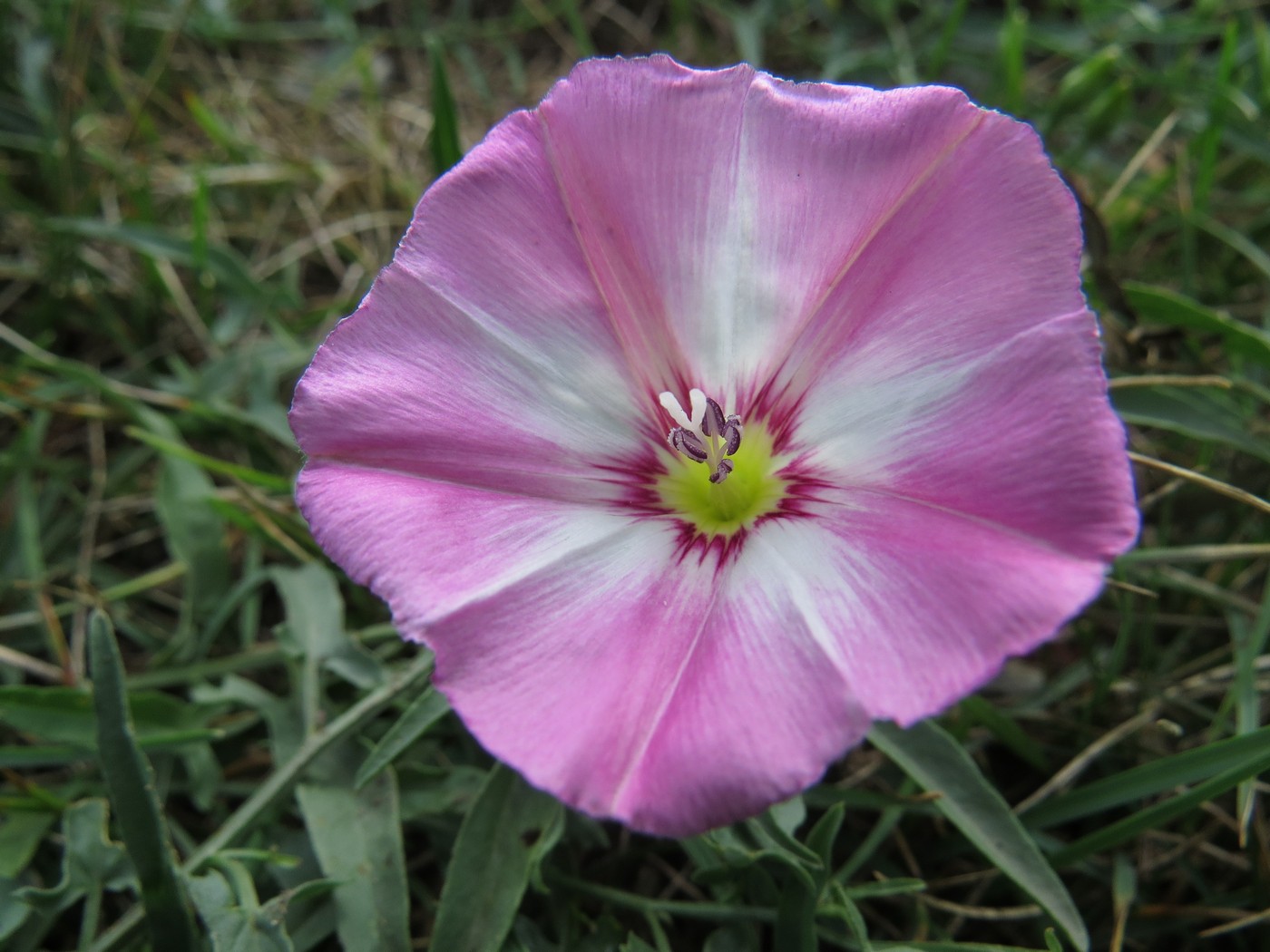 Изображение особи Convolvulus chinensis.