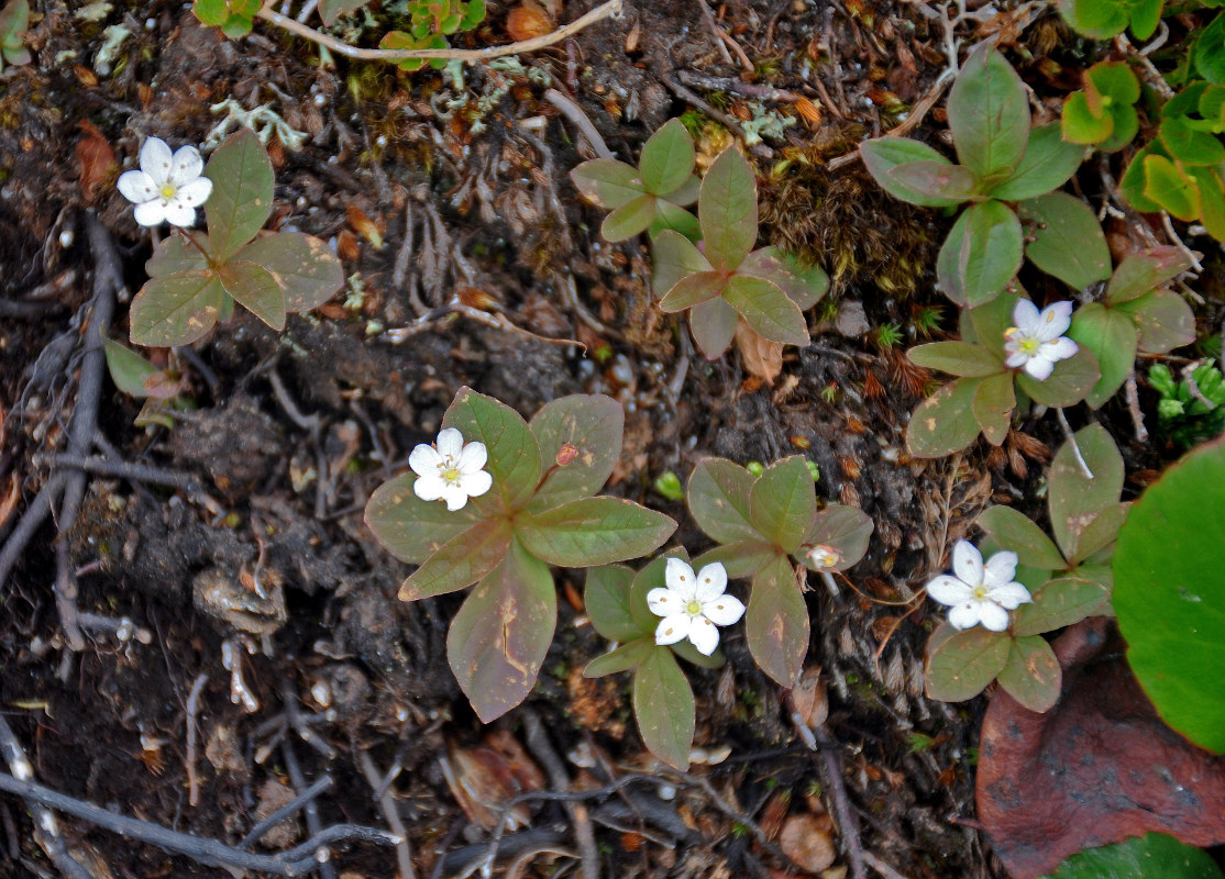 Изображение особи Trientalis europaea.