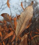 Salix krylovii