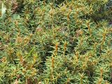Ledum decumbens. Верхушка побега с плодами. Камчатский край, Елизовский район, природный парк \"Вулканы Камчатки\", кустарниковая тундра на юго-восточном склоне горы Медвежьей, Авачинский перевал, 800 м н.у.м., 01.08.2009.года.