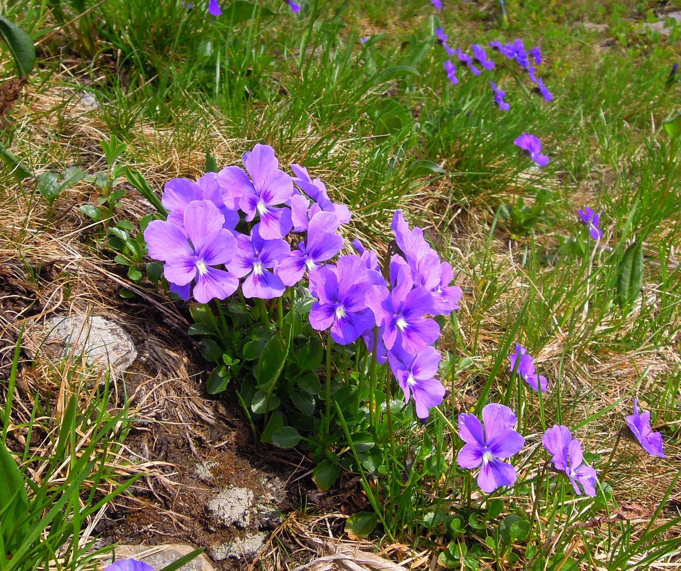 Image of Viola altaica specimen.