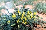 Astragalus longipetalus. Цветущее растение. Астраханская обл., окр. оз. Баскунчак. Май 1996 г.
