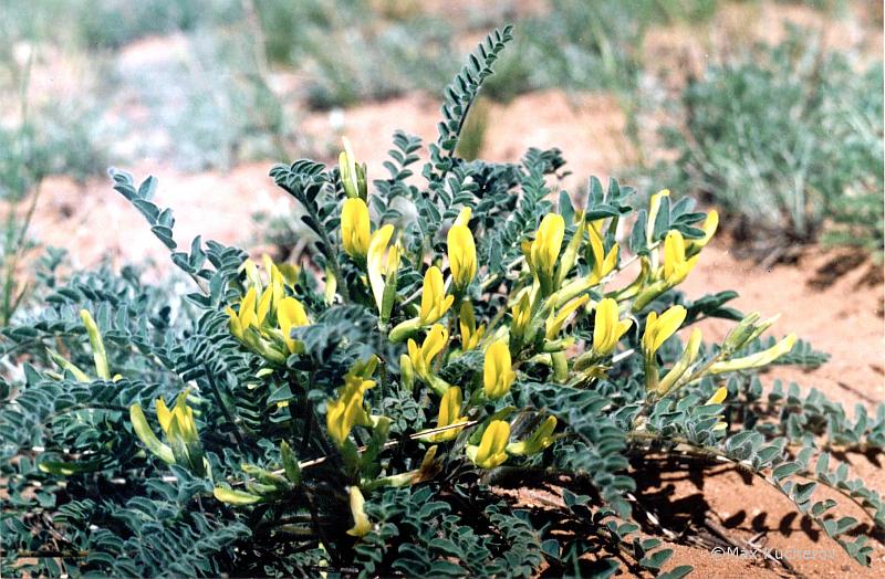 Image of Astragalus longipetalus specimen.