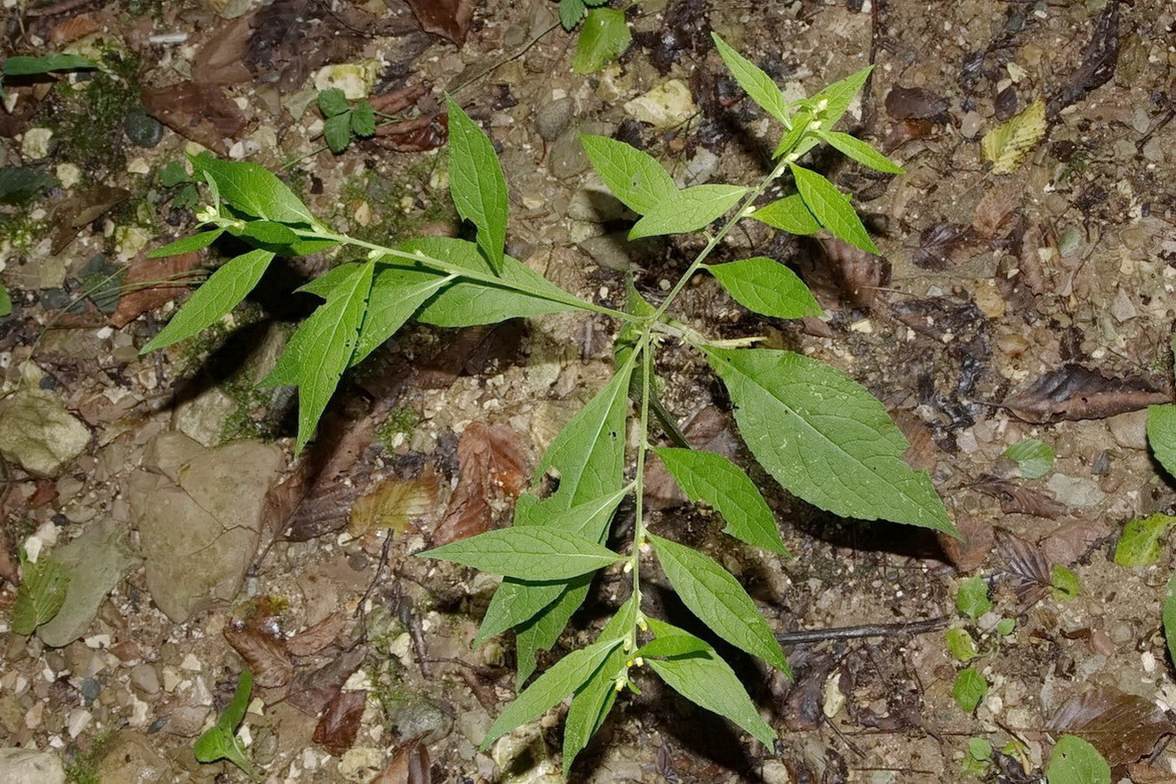 Изображение особи Carpesium abrotanoides.