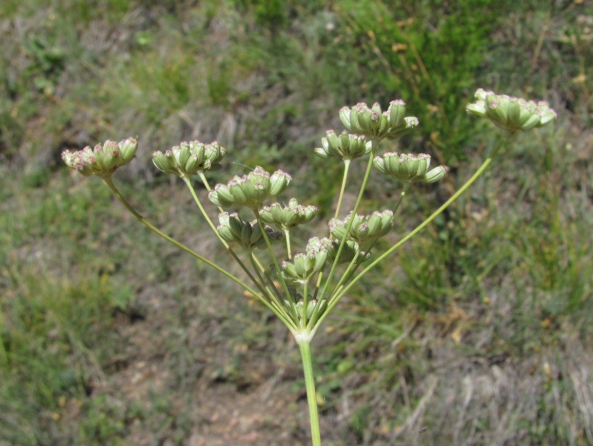 Image of Seseli varium specimen.