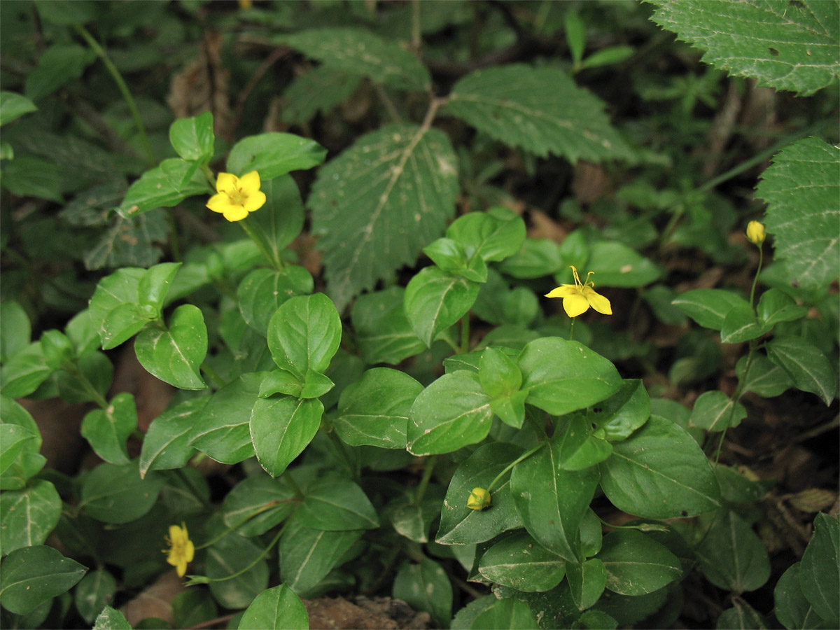 Изображение особи Lysimachia nemorum.