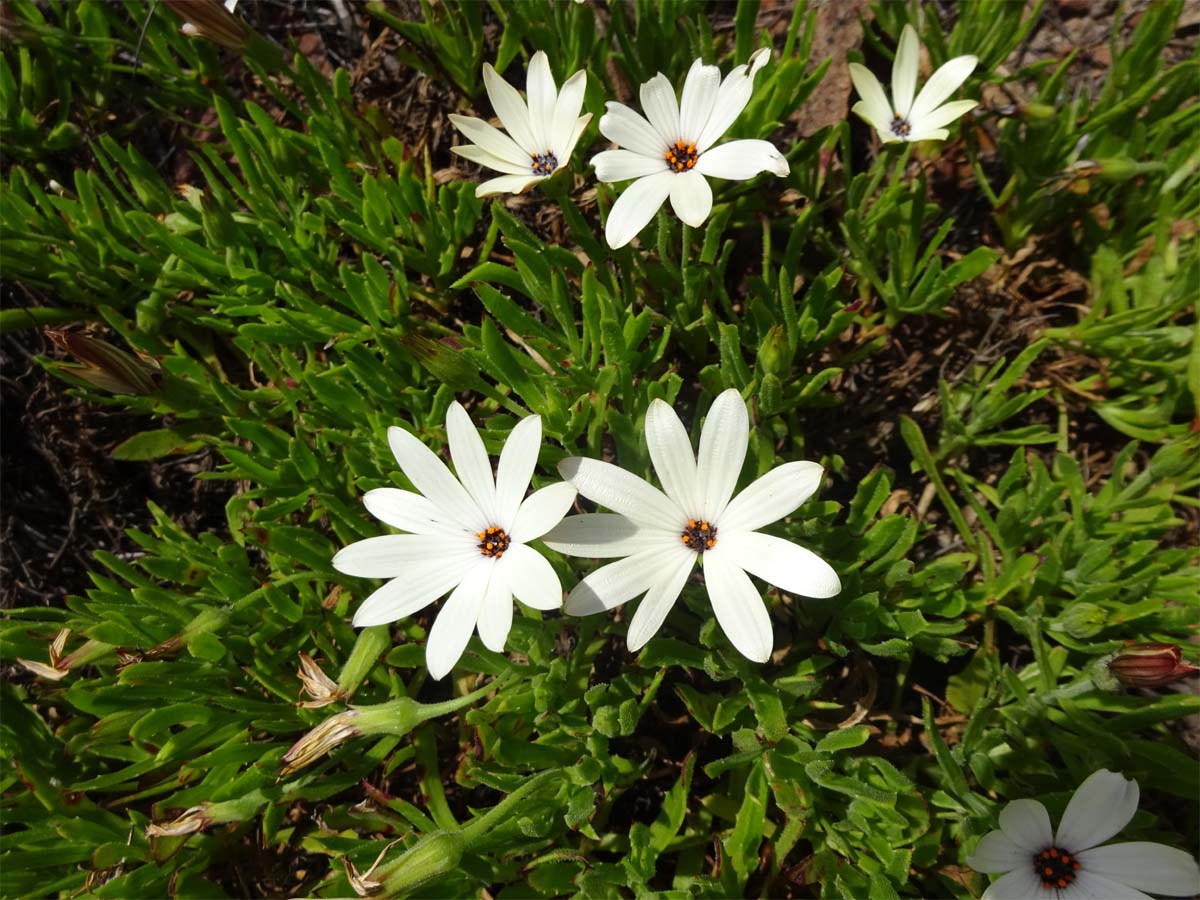 Image of Osteospermum fruticosum specimen.