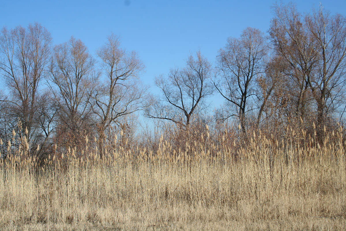 Изображение особи Phragmites australis.