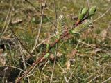 Salix repens. Побег с пестичными соцветиями. Нидерланды, провинция Drenthe, окр. дер. Yde, заказник Hondstong, заболоченный луг. 18 апреля 2010 г.