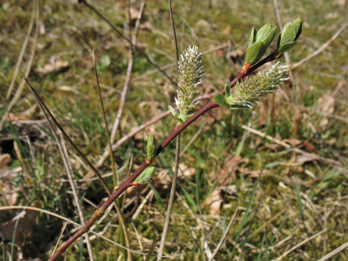Image of Salix repens specimen.