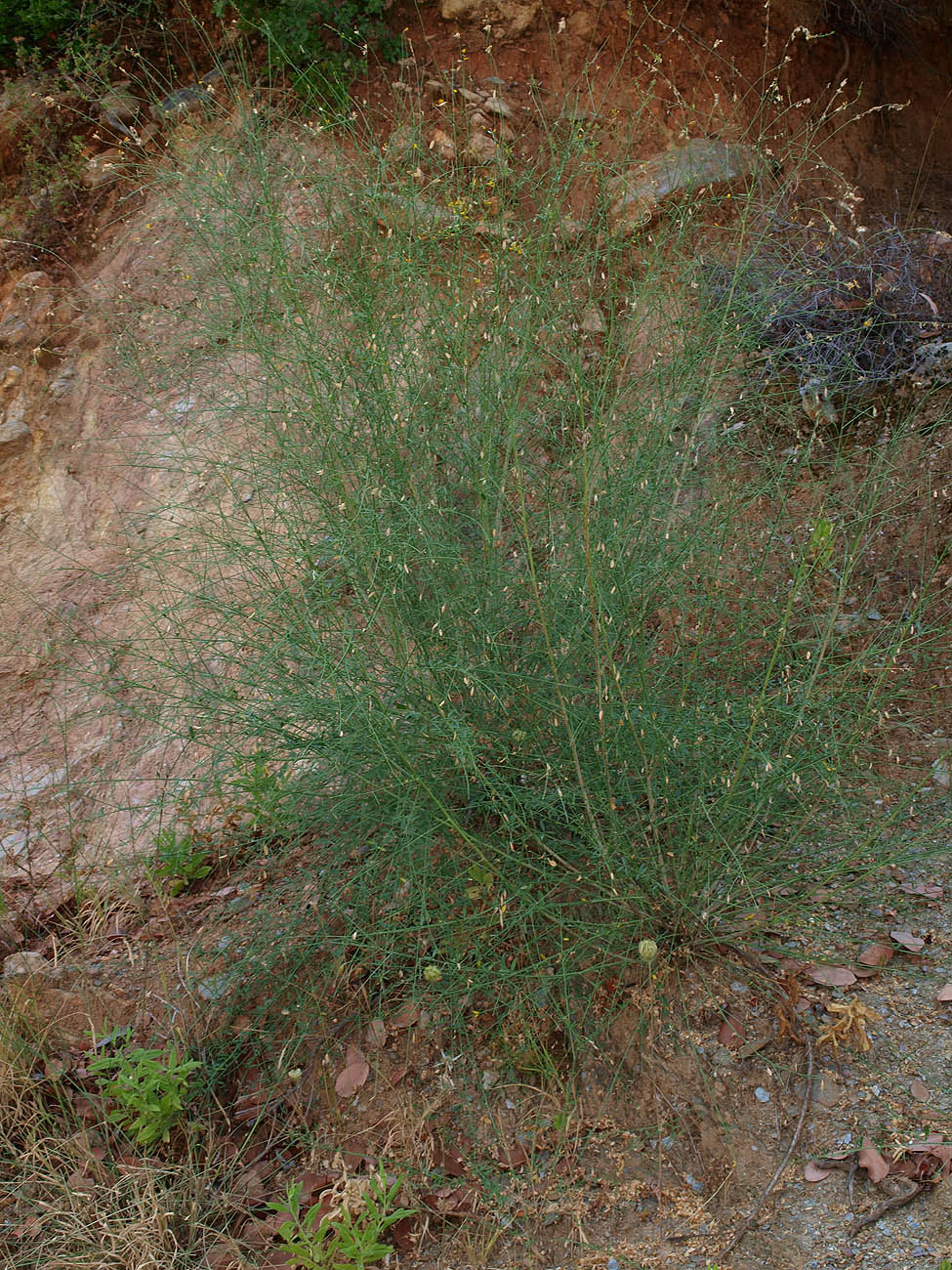 Изображение особи Gonocytisus angulatus.