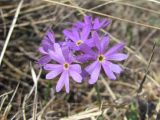 Primula algida. Цветки. Дагестан, Левашинский р-н, окр. с. Леваши, ок. 1400 м н.у.м., склон горы. 26.04.2019.