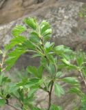 Crataegus pallasii