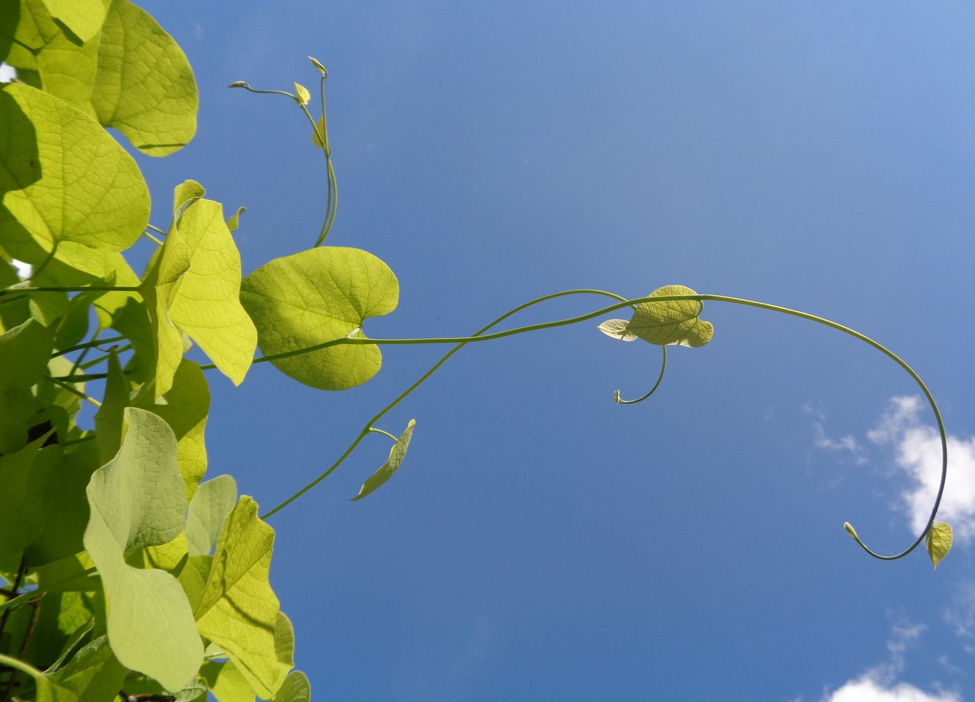 Image of Aristolochia macrophylla specimen.