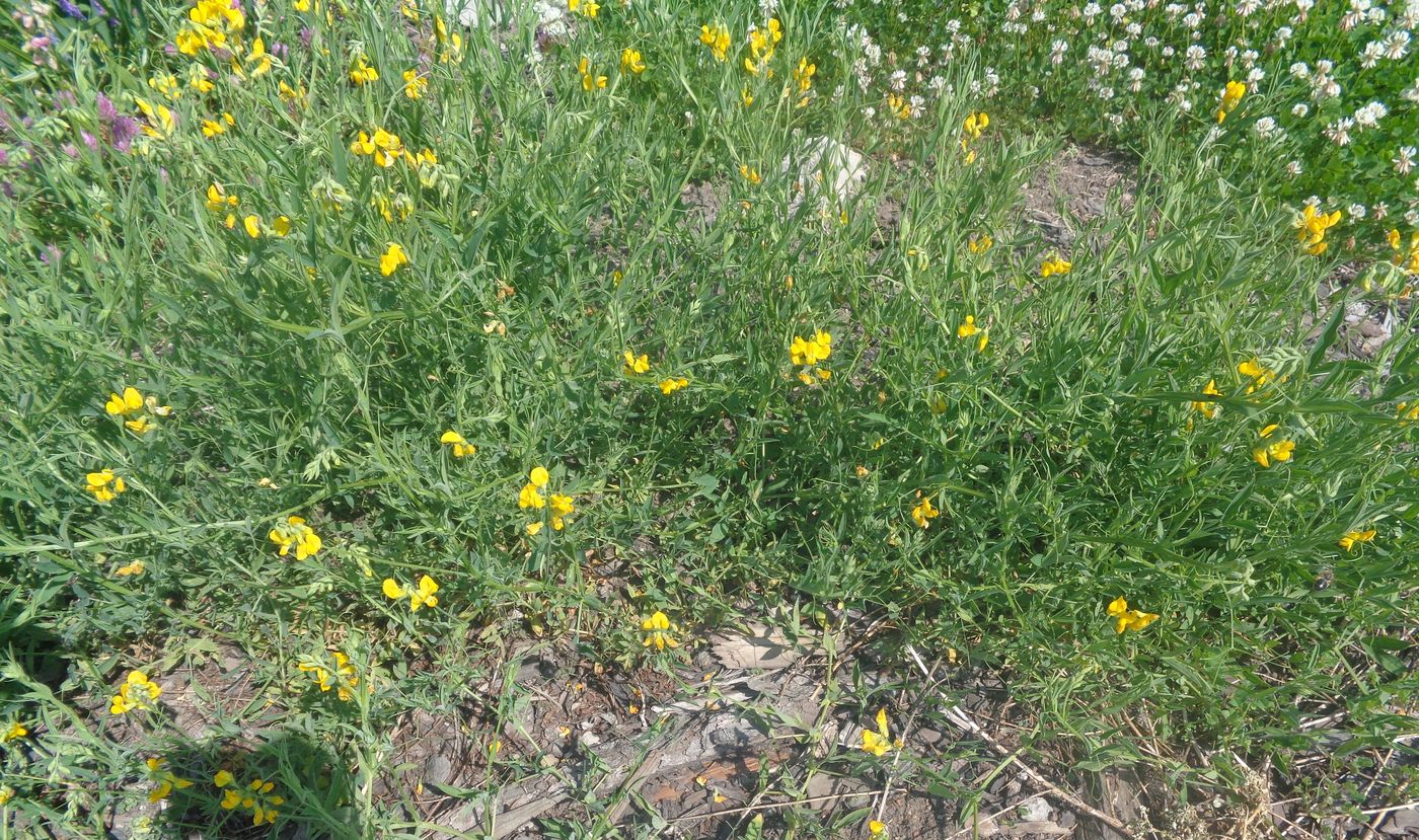 Image of Lathyrus pratensis specimen.