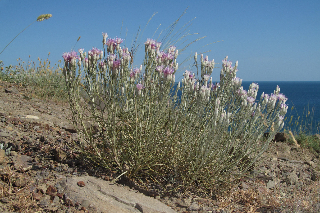 Image of Jurinea stoechadifolia specimen.