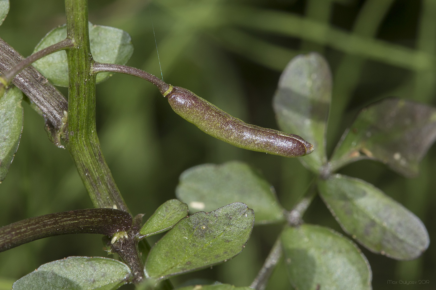 Image of Nasturtium officinale specimen.