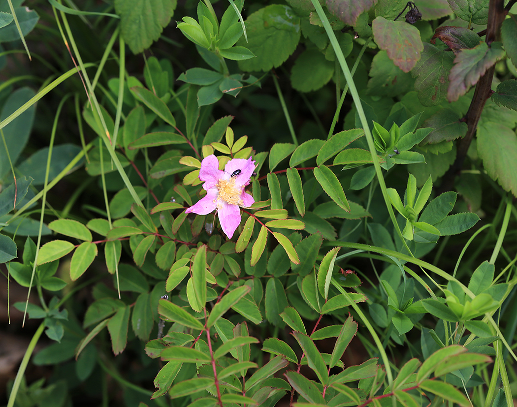 Image of Rosa koreana specimen.