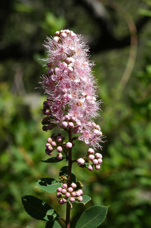 Image of Spiraea salicifolia specimen.