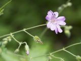 Geranium gracile. Верхушка побега с соцветием. Краснодарский край, Апшеронский р-н, гора Черногор, ≈ 1300 м н.у.м., смешанный буково-пихтовый лес. 06.07.2019.