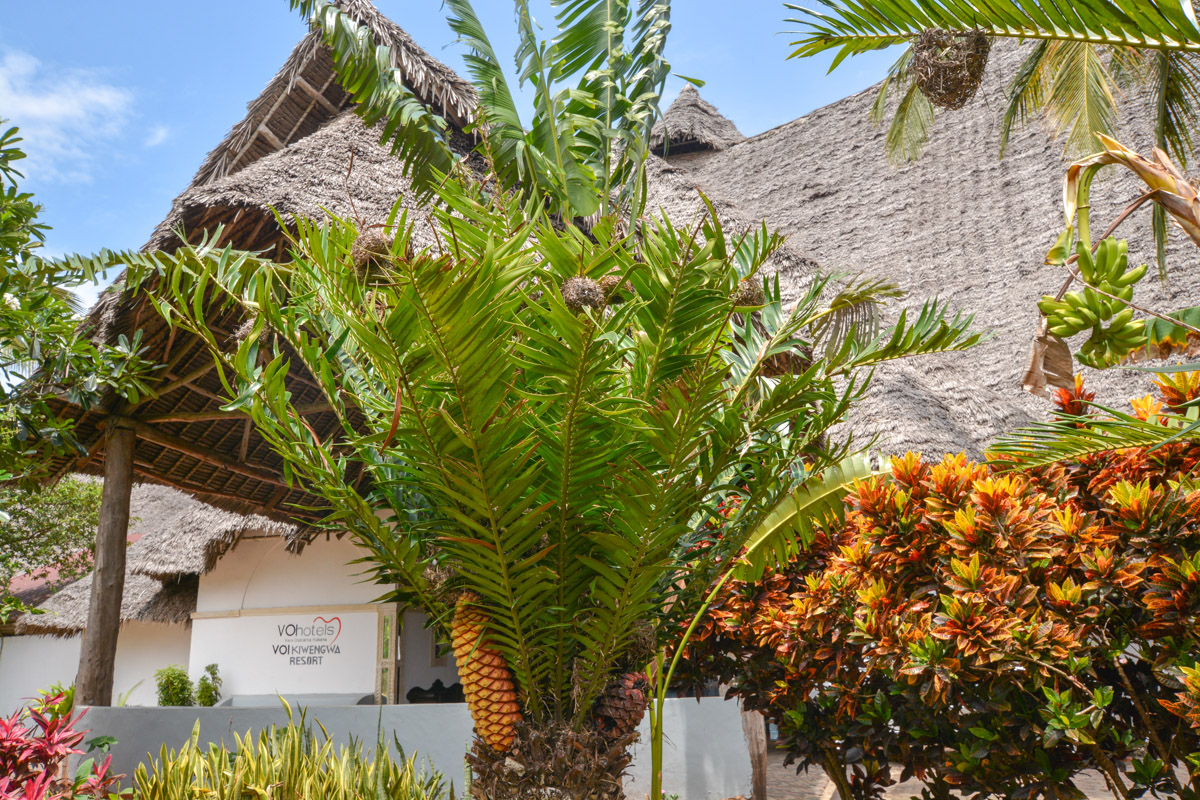 Image of Encephalartos hildebrandtii specimen.