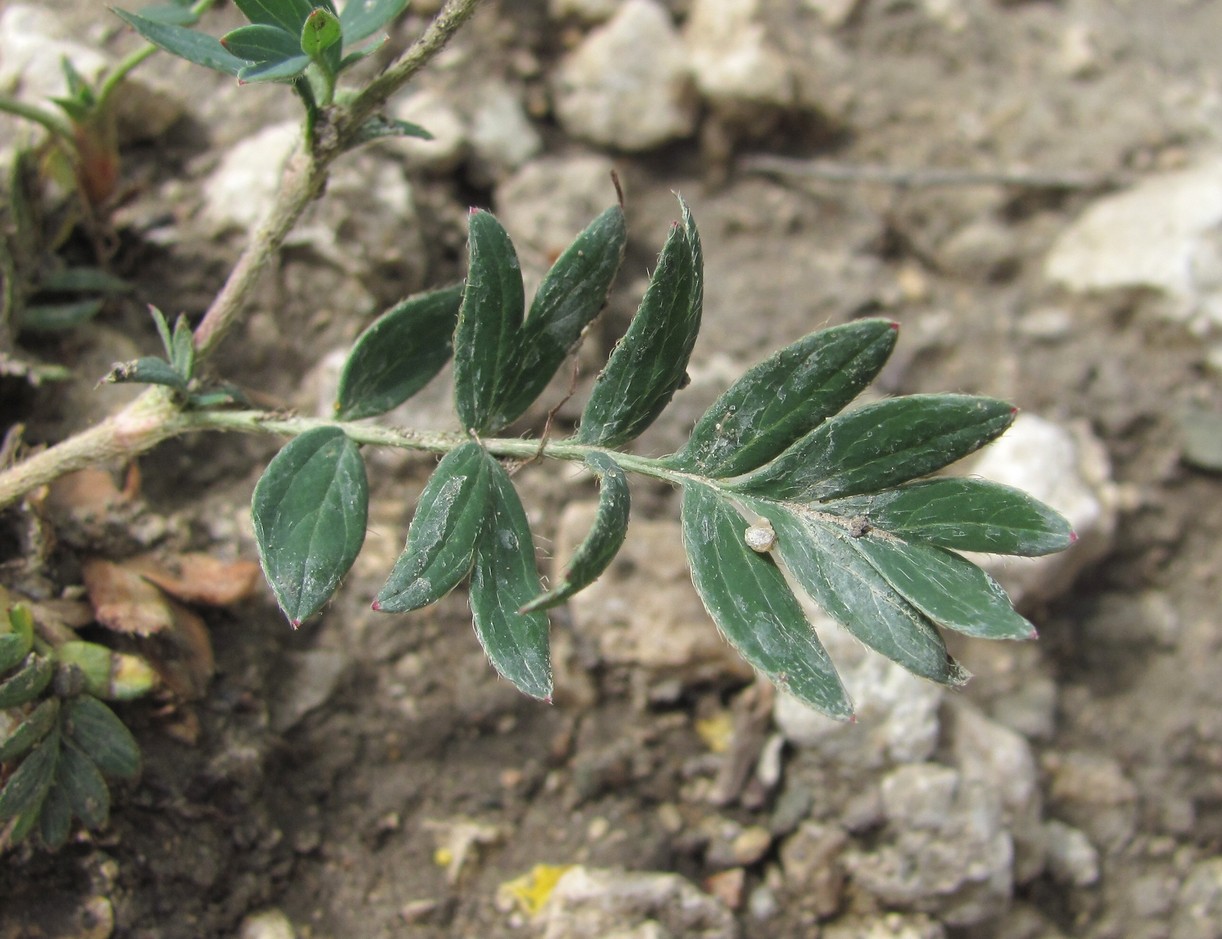 Изображение особи Potentilla orientalis.