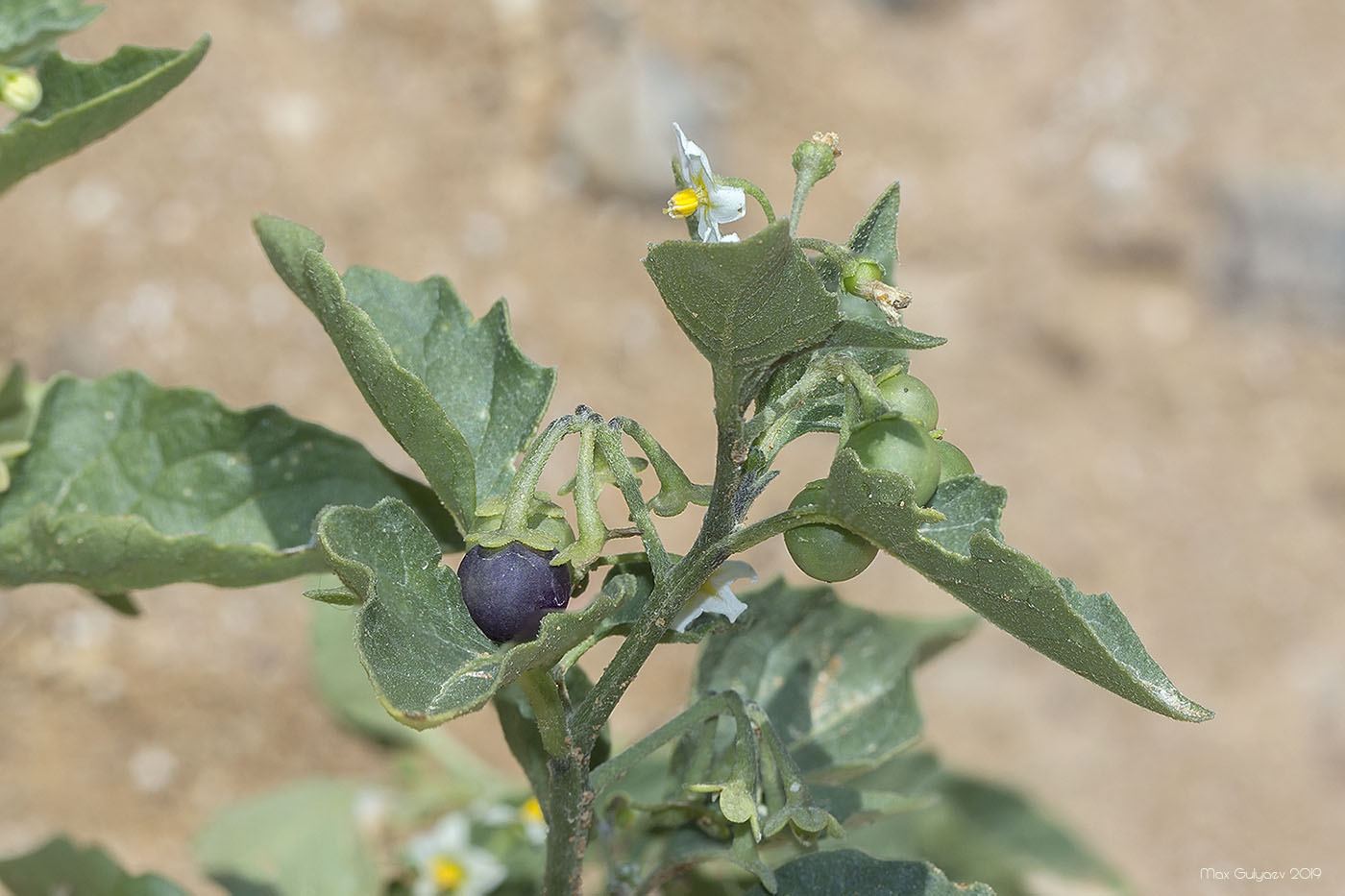 Изображение особи Solanum nigrum.