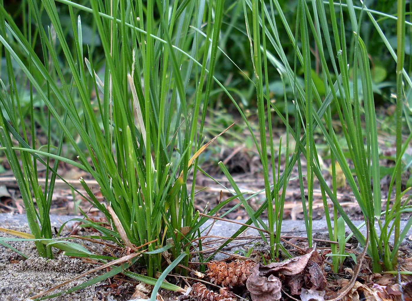 Image of Poa angustifolia specimen.