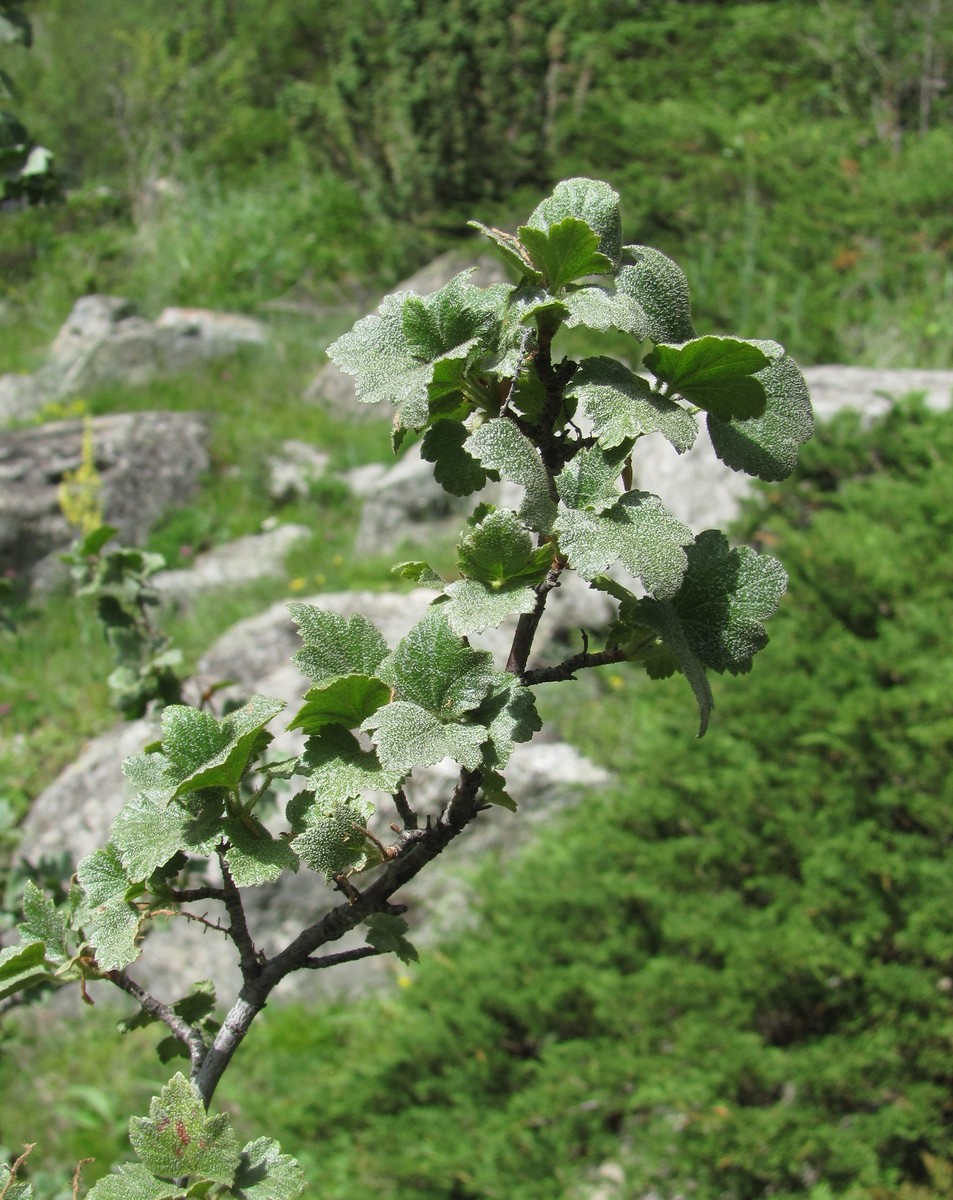 Image of Ribes orientale specimen.