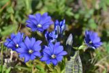 Gentiana dshimilensis. Цветки. Краснодарский край, Мостовский р-н, окр. пос. Кировский, западный край хр. Малый Бамбак (в р-не горы Шапка), 1670 м н.у.м., субальпийский луг. 21.05.2019.