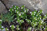 Euphrasia brevipila