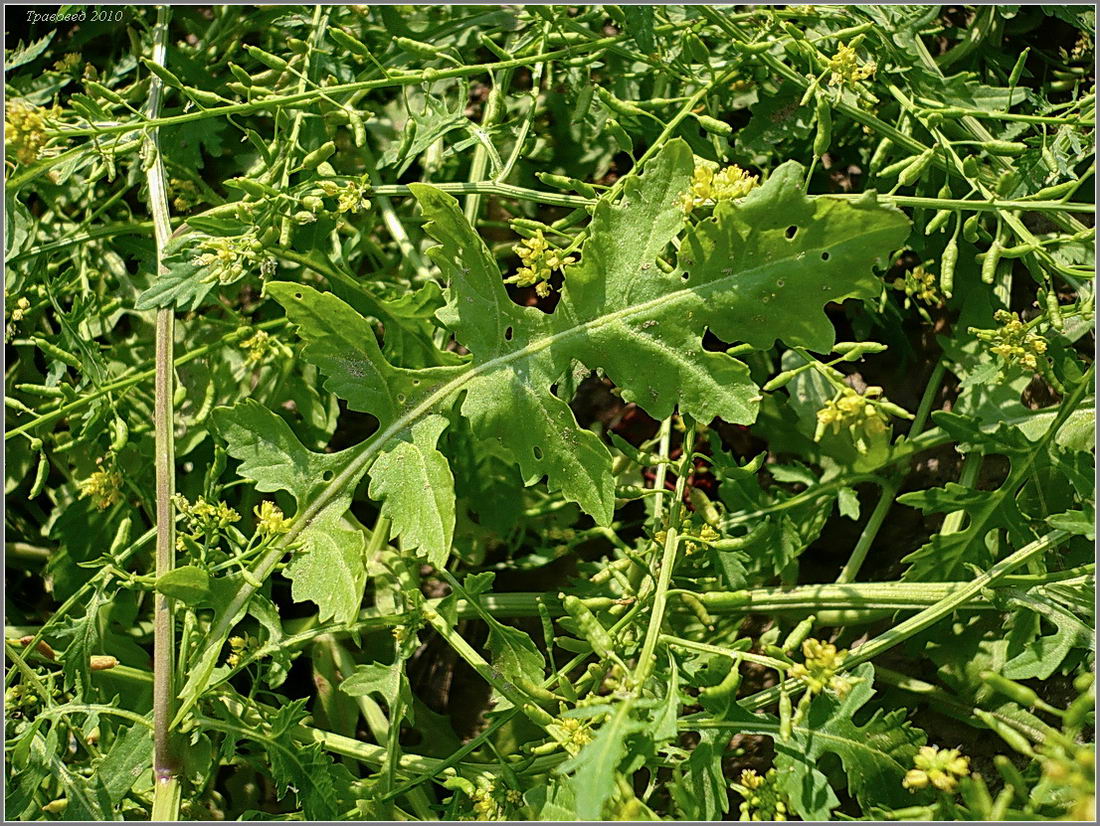 Image of Rorippa palustris specimen.