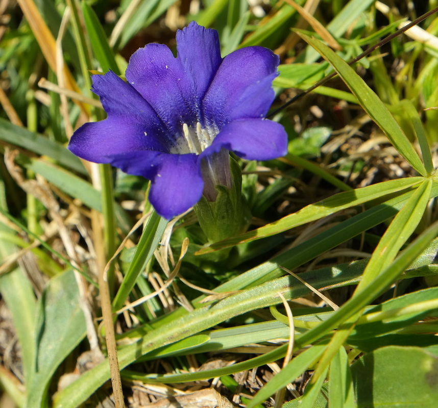 Image of Gentiana dshimilensis specimen.