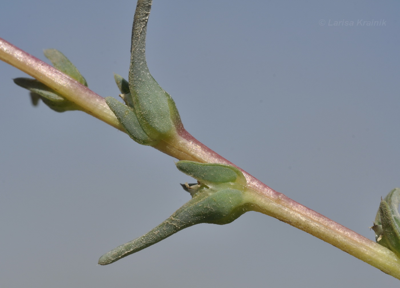 Image of Salsola soda specimen.