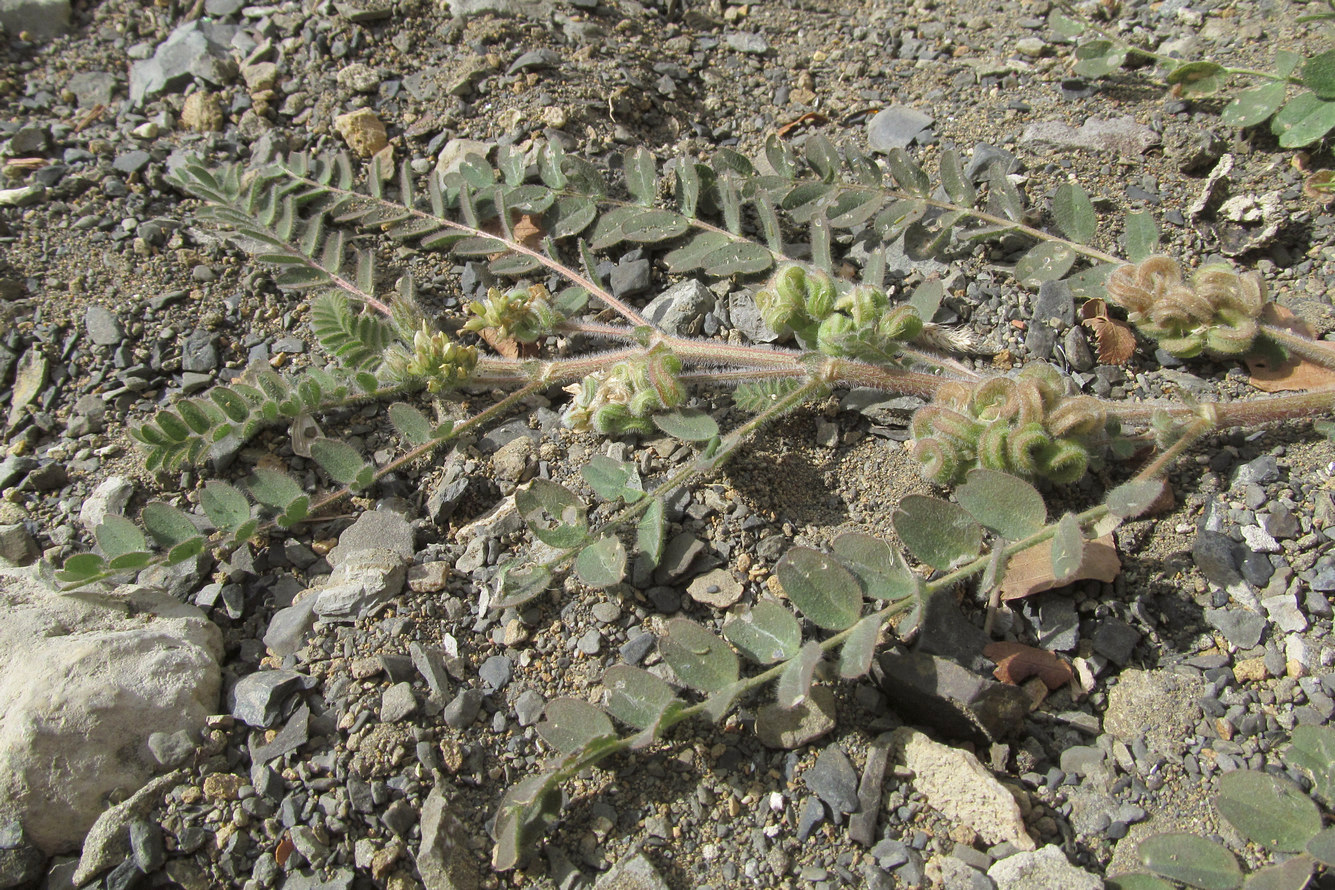 Изображение особи Astragalus contortuplicatus.