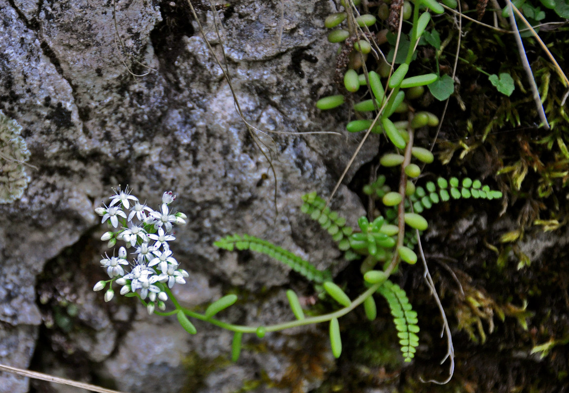 Изображение особи Sedum album.