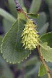 Betula divaricata. Фрагмент веточки с незрелым соплодием. Сахалинская обл., Охинский р-н, окр. г. Оха, побережье Охотского моря, юго-западный берег залива Кету (Первая бухта), мириково-осоковый участок. 24.07.2017.