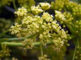 Crithmum maritimum