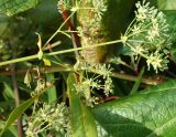 Bupleurum longiradiatum. Верхушка плодоносящего побега. Сахалинская обл., Невельский р-н, склон, около тропы к водопаду Салют. 14.08.2019.
