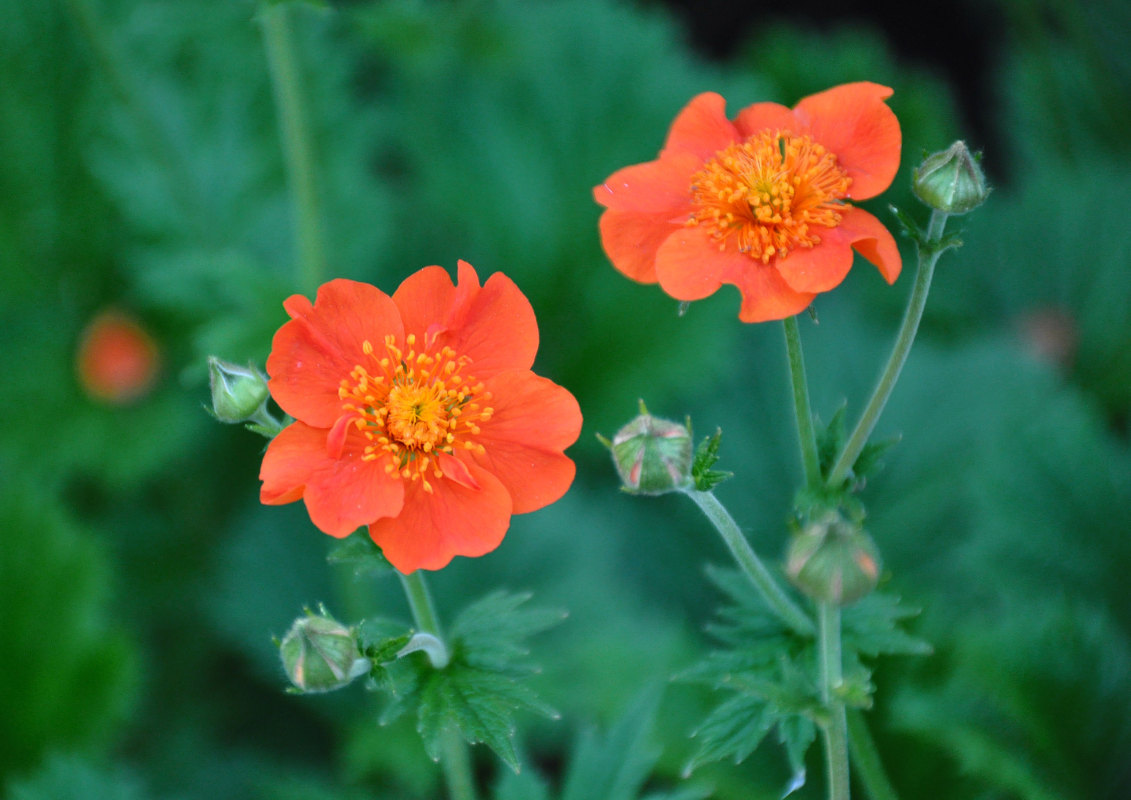 Image of Geum quellyon specimen.