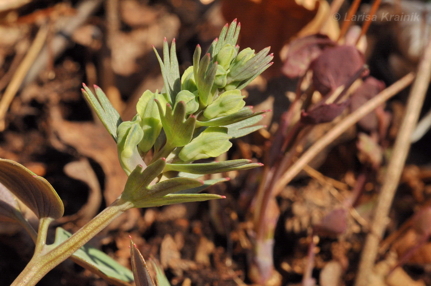 Image of Corydalis turtschaninovii specimen.